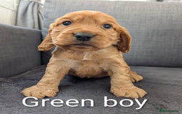 Cocker Spaniel dogs for sale: Cocker spaniel puppies - Advert 1