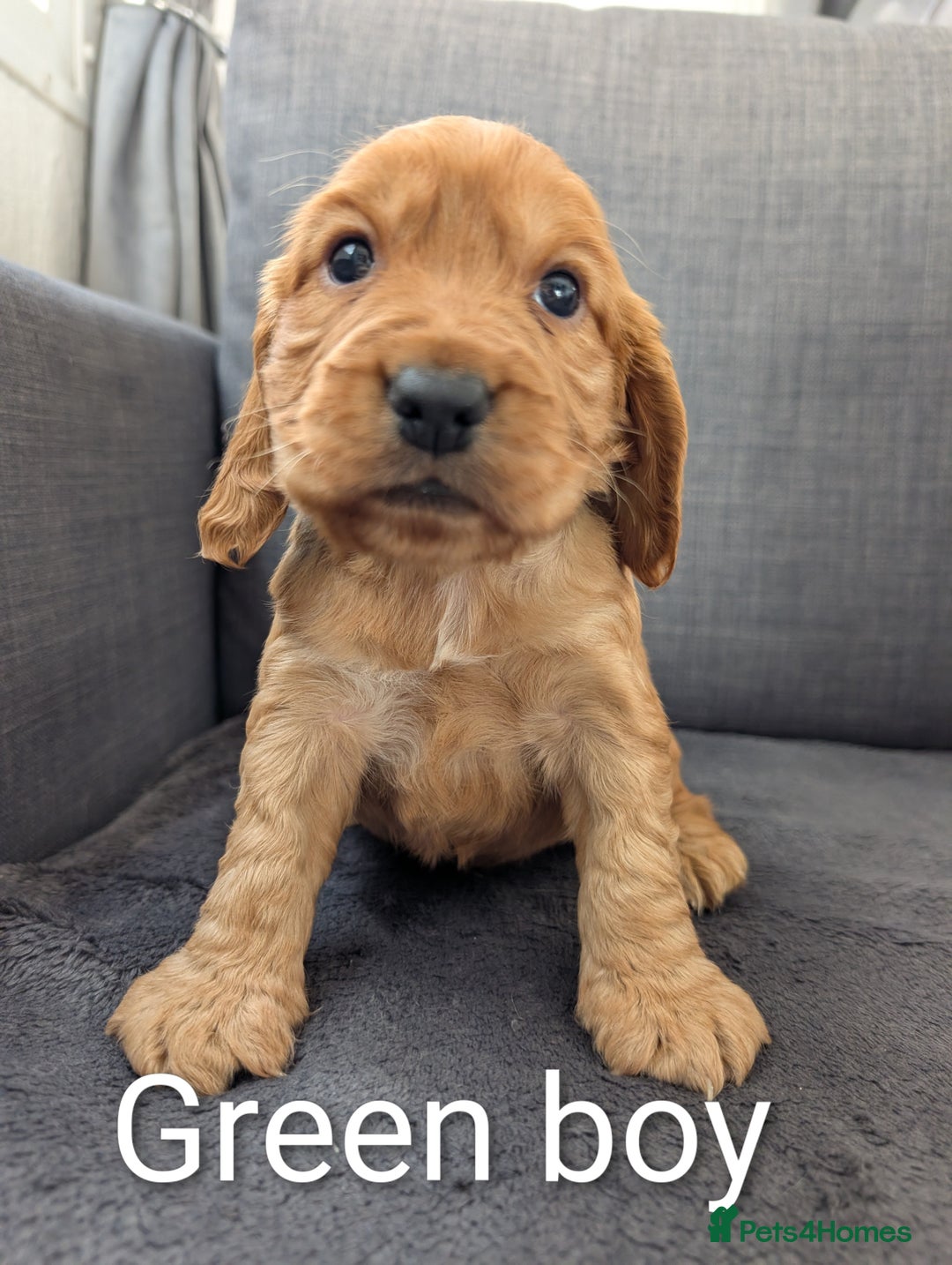 Cocker Spaniel dogs for sale: Cocker spaniel puppies - Advert 1