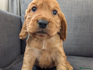 Cocker Spaniel dogs for sale: Cocker spaniel puppies - Advert 1