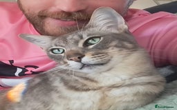 Maine Coon cats for sale: Gorgeous Maine Coon cross Oriental kittens - Image 11