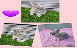 Lionhead rabbits for sale: Beautiful baby lionheads  - Image 1