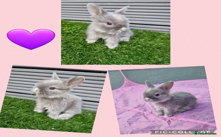 Lionhead rabbits - Advert 9