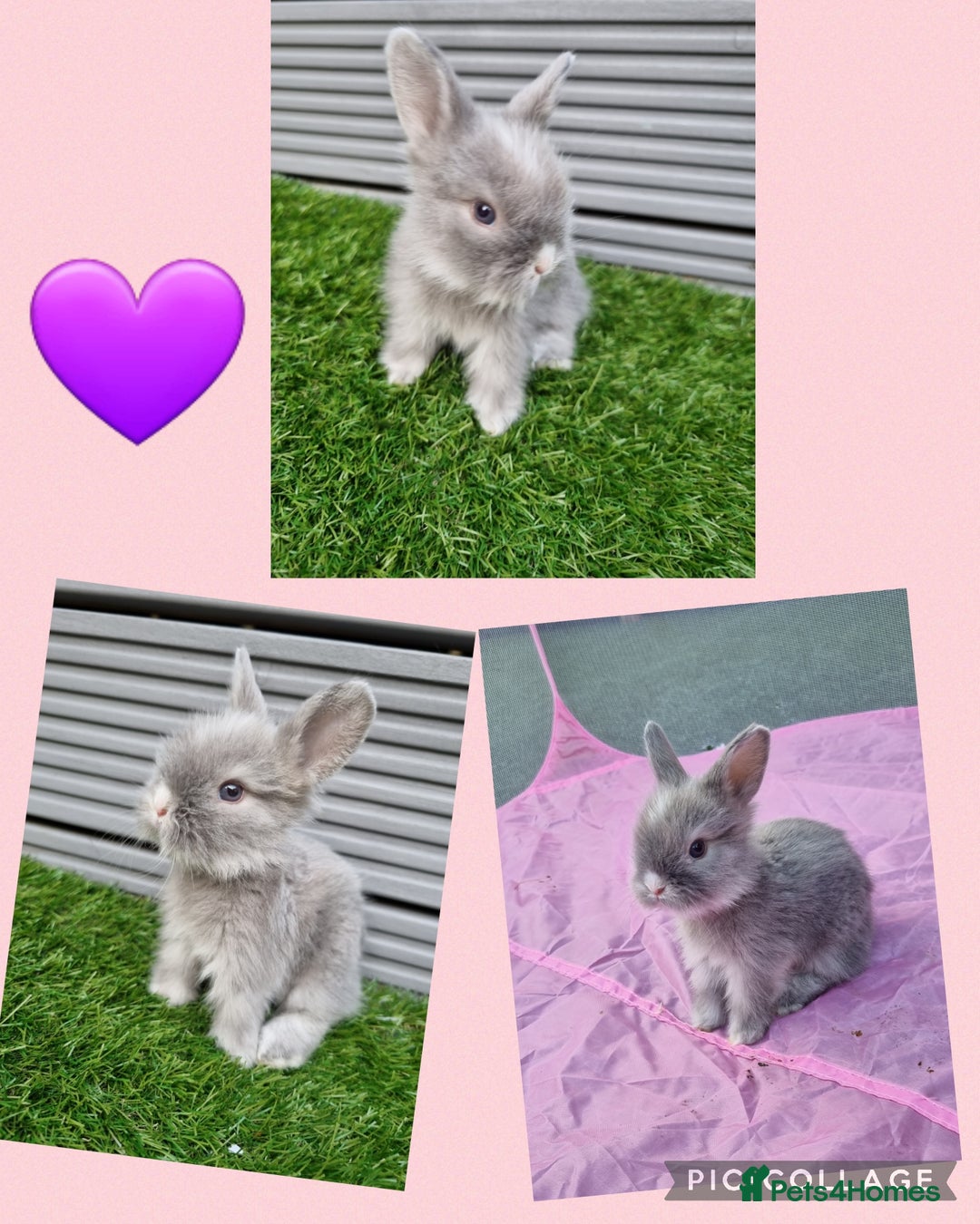 Lionhead rabbits for sale: Beautiful baby lionheads  - Image 1