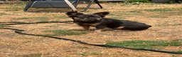 French Bulldog dogs for sale: Beautiful fluffy female frenchie for sale  - Advert 2