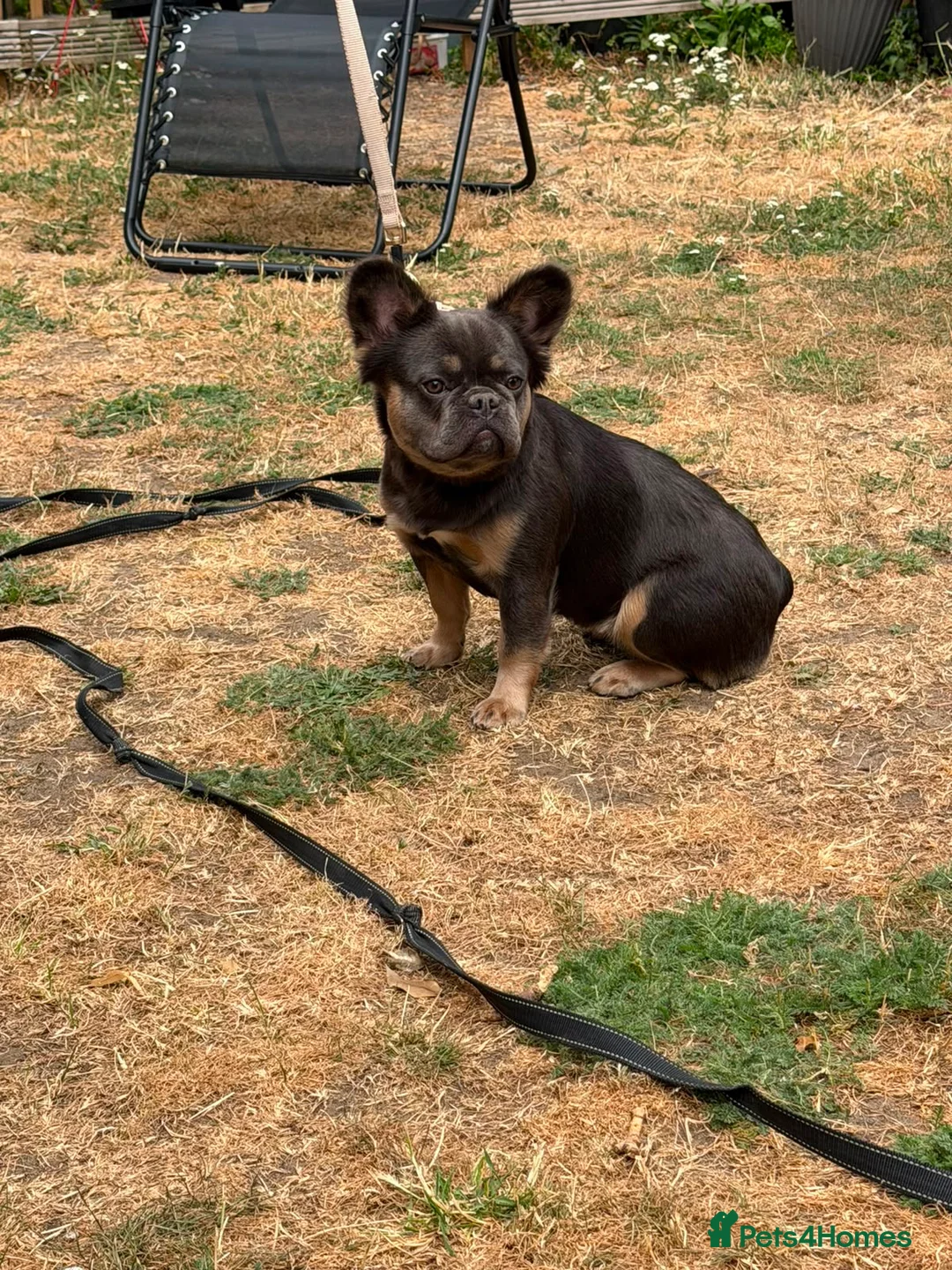 French Bulldog dogs for sale: Beautiful fluffy female frenchie for sale  - Advert 2