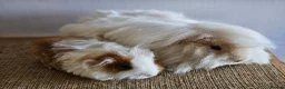 Guinea Pig rodents for sale: Various bonded pairs of boy guinea pigs in Faringdon - Advert 2