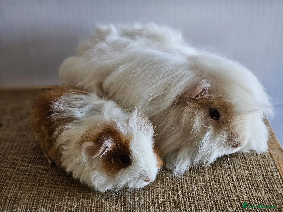 Guinea Pig rodents for sale: Various bonded pairs of boy guinea pigs in Faringdon - Advert 2