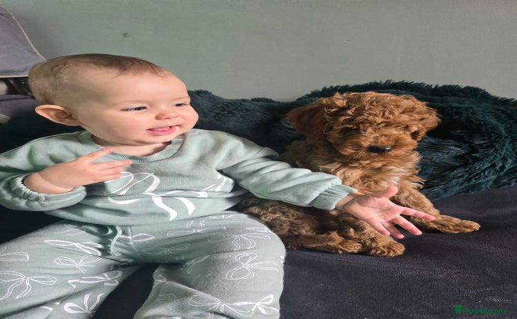 Cavapoo dogs - Advert 3