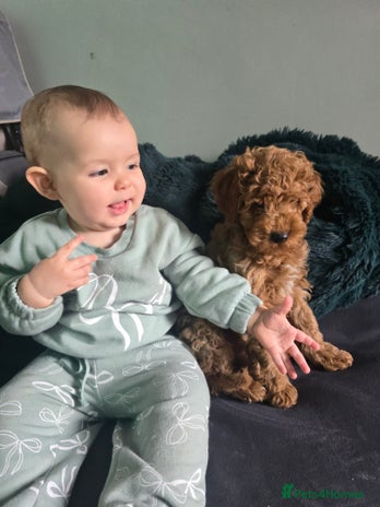 Cavapoo dogs - Advert 3
