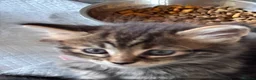 Mixed Breed cats for sale: 6 beautiful kittens. Excellent colours - Advert 16