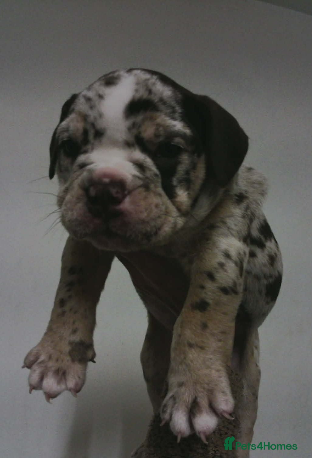 English Bulldog dogs New English bulldog puppies - Advert 1