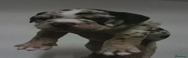 English Bulldog 2