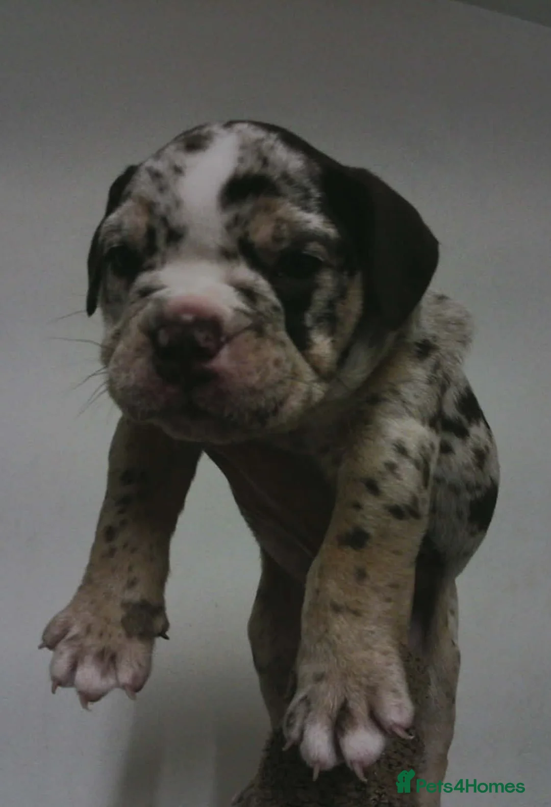 English Bulldog dogs for sale: New English bulldog puppies in Milton Keynes - Advert 1