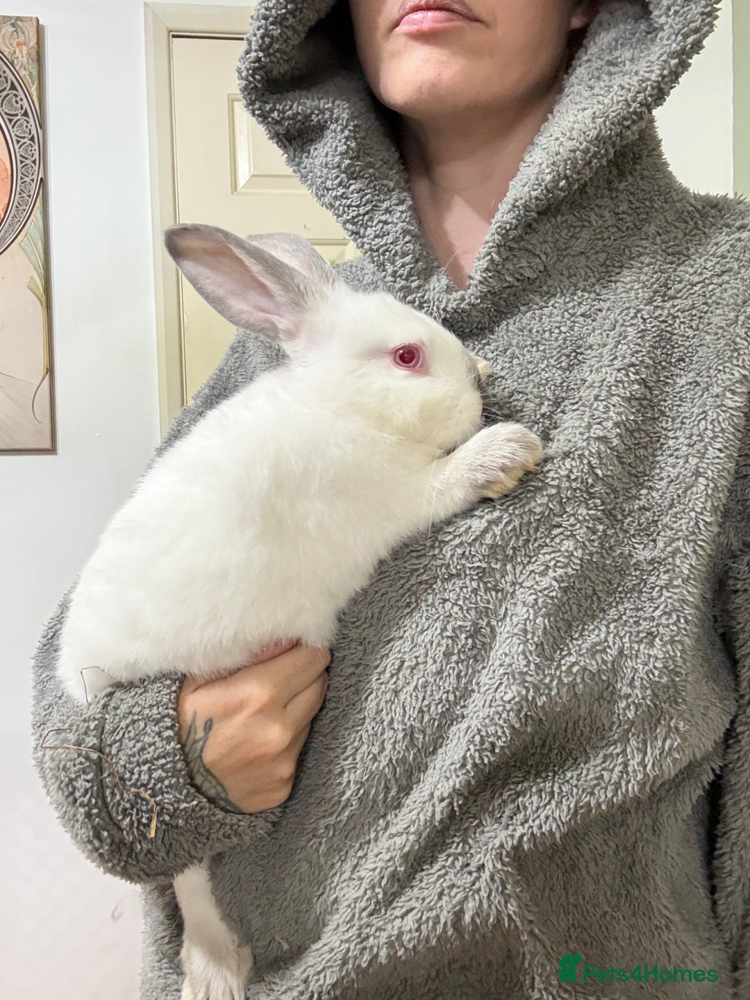 Californian rabbits for sale: Californian Does and Bucks ready now - Image 3
