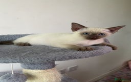 Siamese cats for sale: Beautiful Siamese Kittens - Advert 10