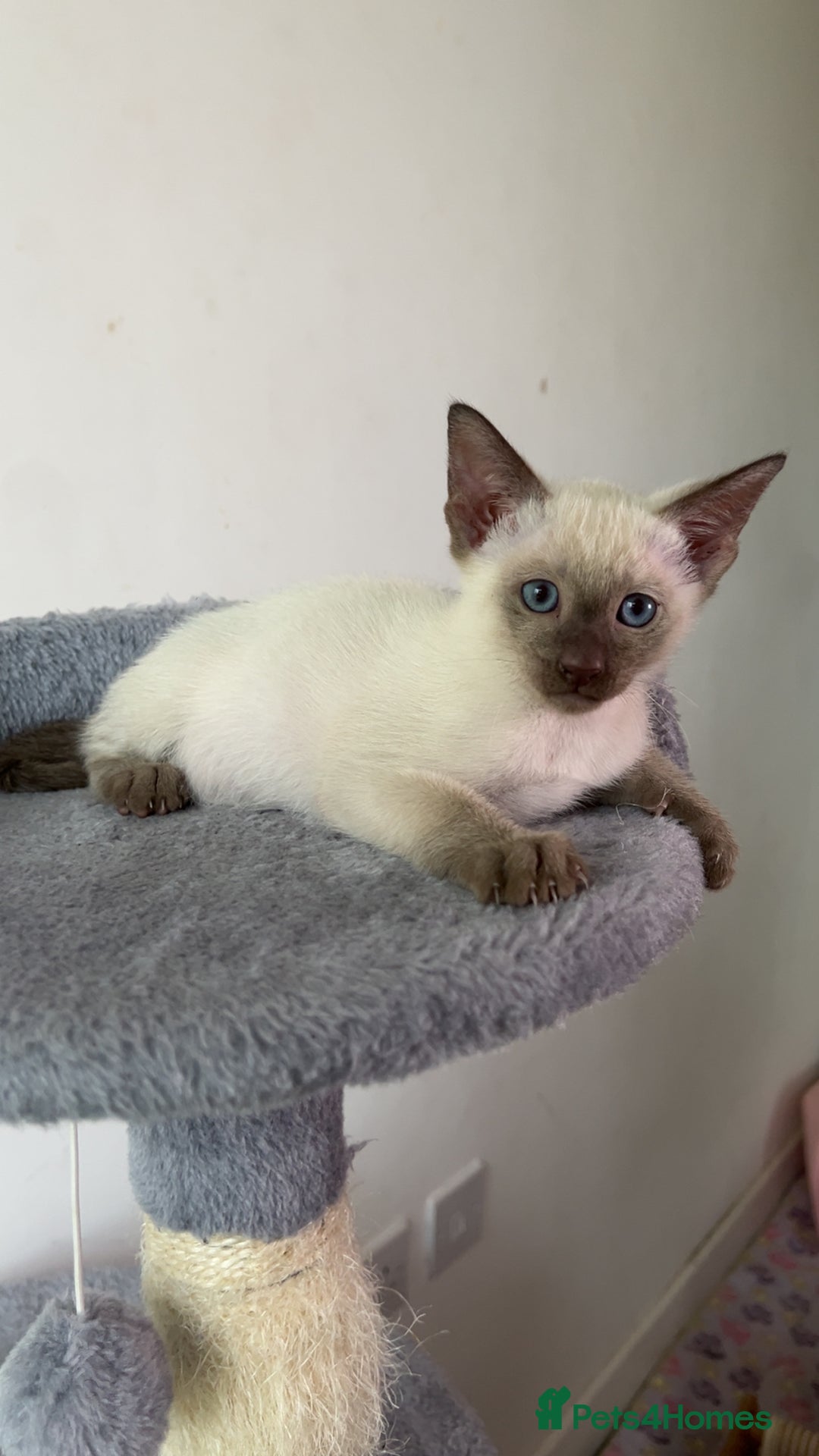 Siamese cats for sale: Beautiful Siamese Kittens - Advert 10
