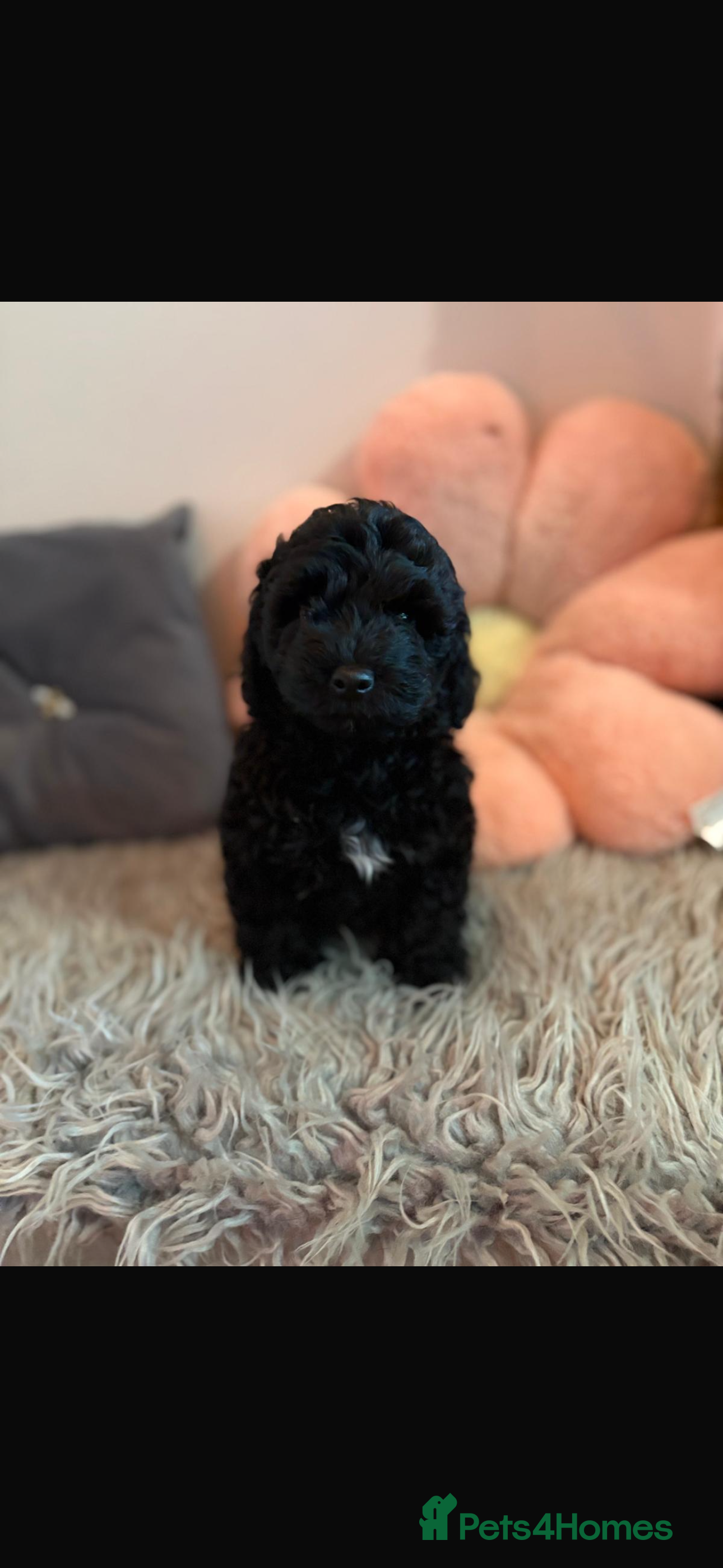 Doxiepoo dogs 1 beautiful boy left ***Doxiepoo puppies  - Advert 1