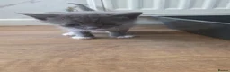 Mixed Breed cats for sale: Beautiful kittens for sale. Due to leave 19.6 - Advert 6