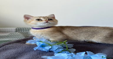 British Shorthair cats - Advert 2