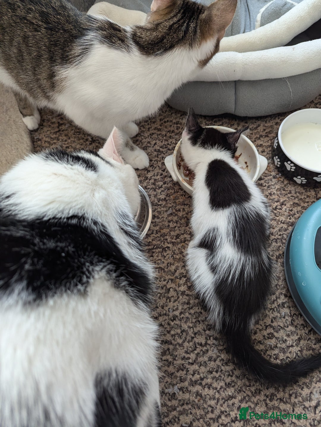 Mixed Breed cats for sale: Kitten - Image 16