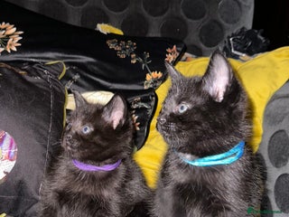 Maine Coon cats Maine Coon Kittens - Advert 15