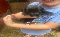Sprocker dogs for sale: Sprocker Spaniel Puppies - Image 16