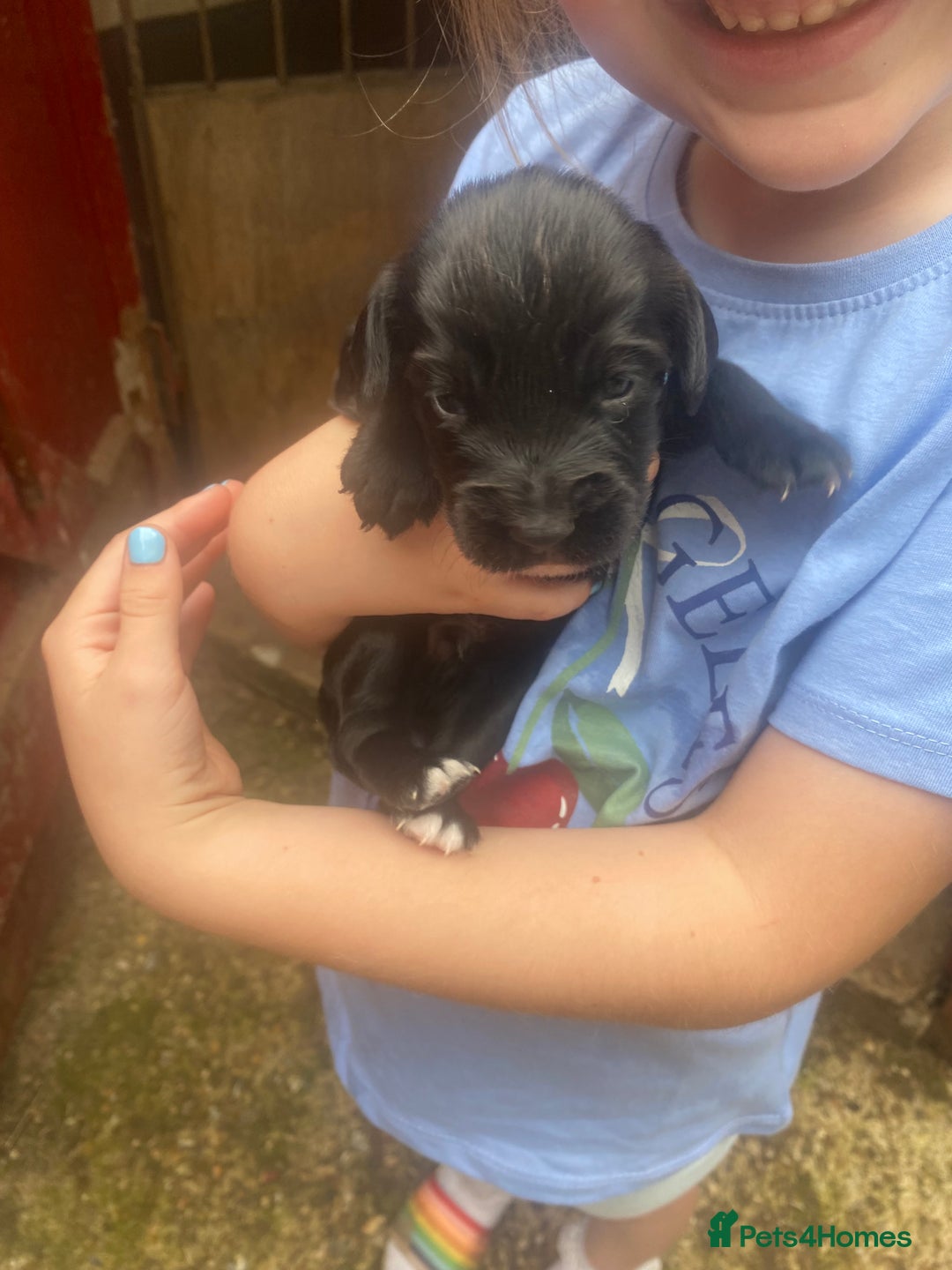 Sprocker dogs for sale: Sprocker Spaniel Puppies - Image 16