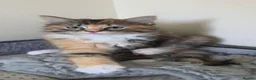 Ragdoll cats for sale: Ragdoll cross kittens - Advert 15