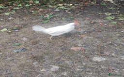 Chickens poultry for sale: Three laying leghorn and one maran - Image 2