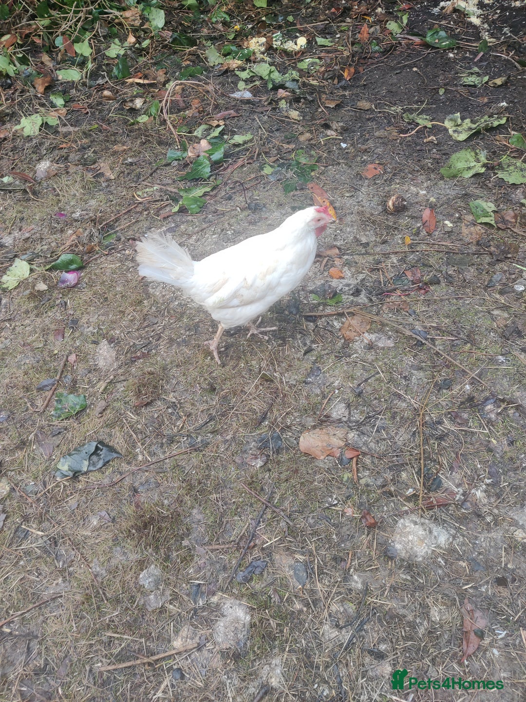 Chickens poultry for sale: Three laying leghorn and one maran - Image 2