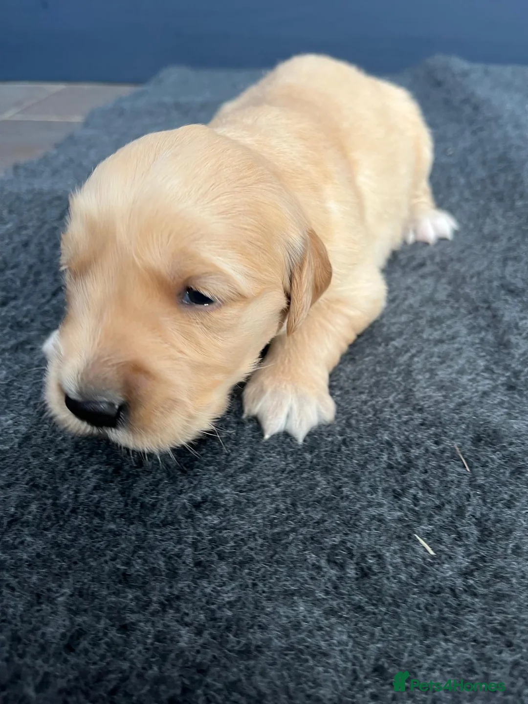 Golden Retriever dogs for sale: Kennel Club Health Tested Golden Retriever Puppies - Advert 6