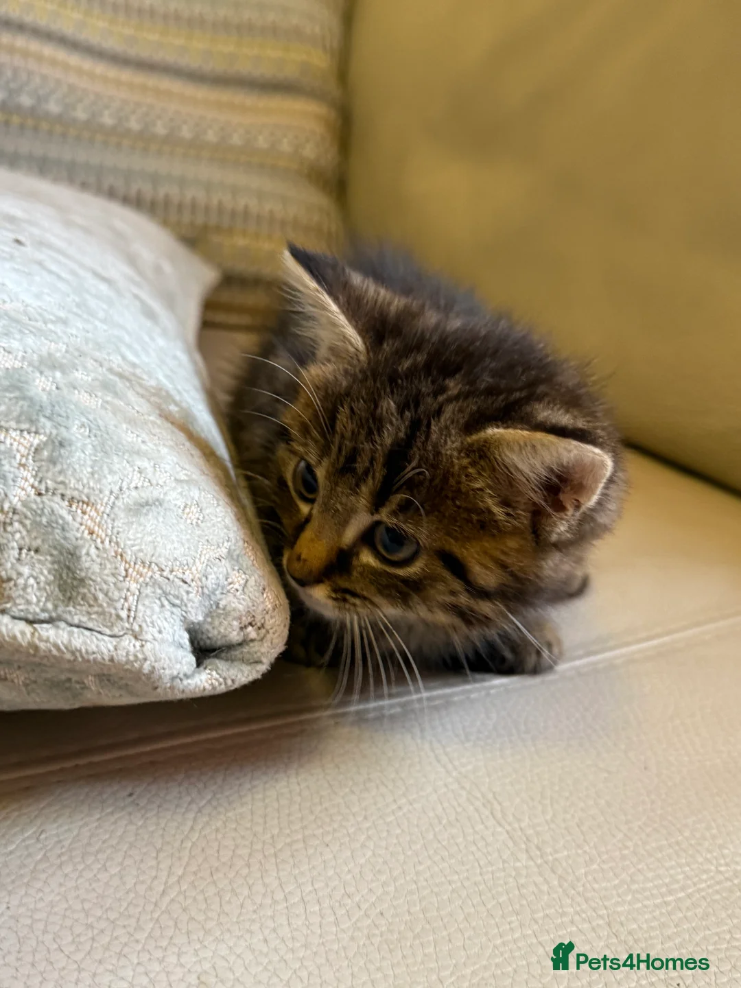 Domestic Shorthair cats for sale: Adorable kittens looking for their forever home! - Advert 2