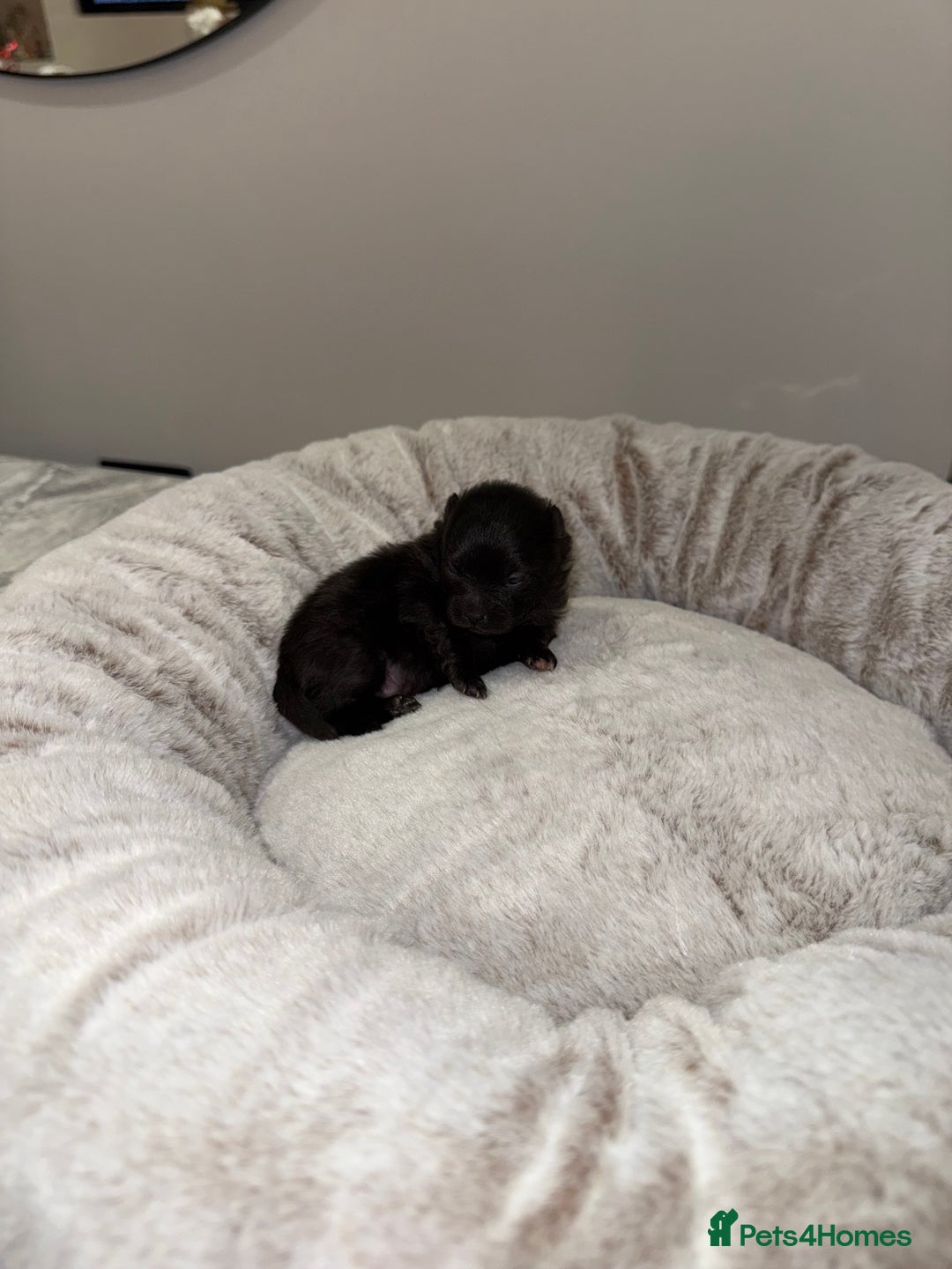 Pomeranian dogs for sale: Teddy Bear Pomerians  - Advert 7