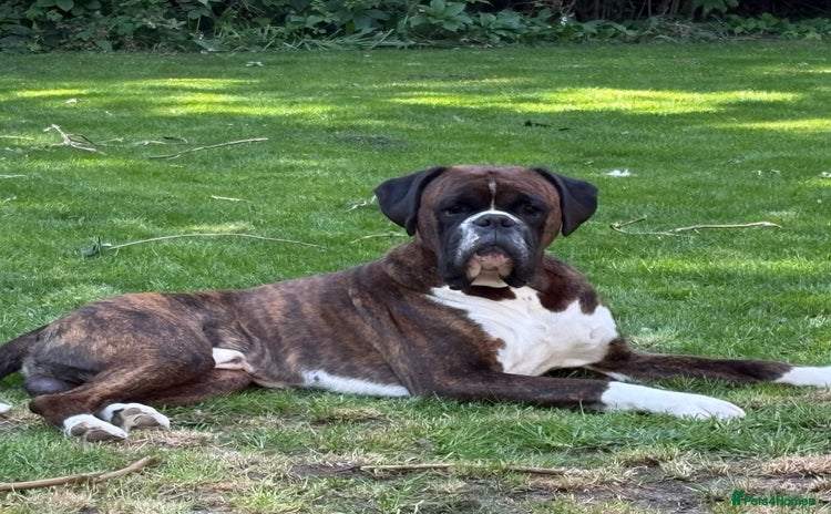 Boxer dogs - Advert 1