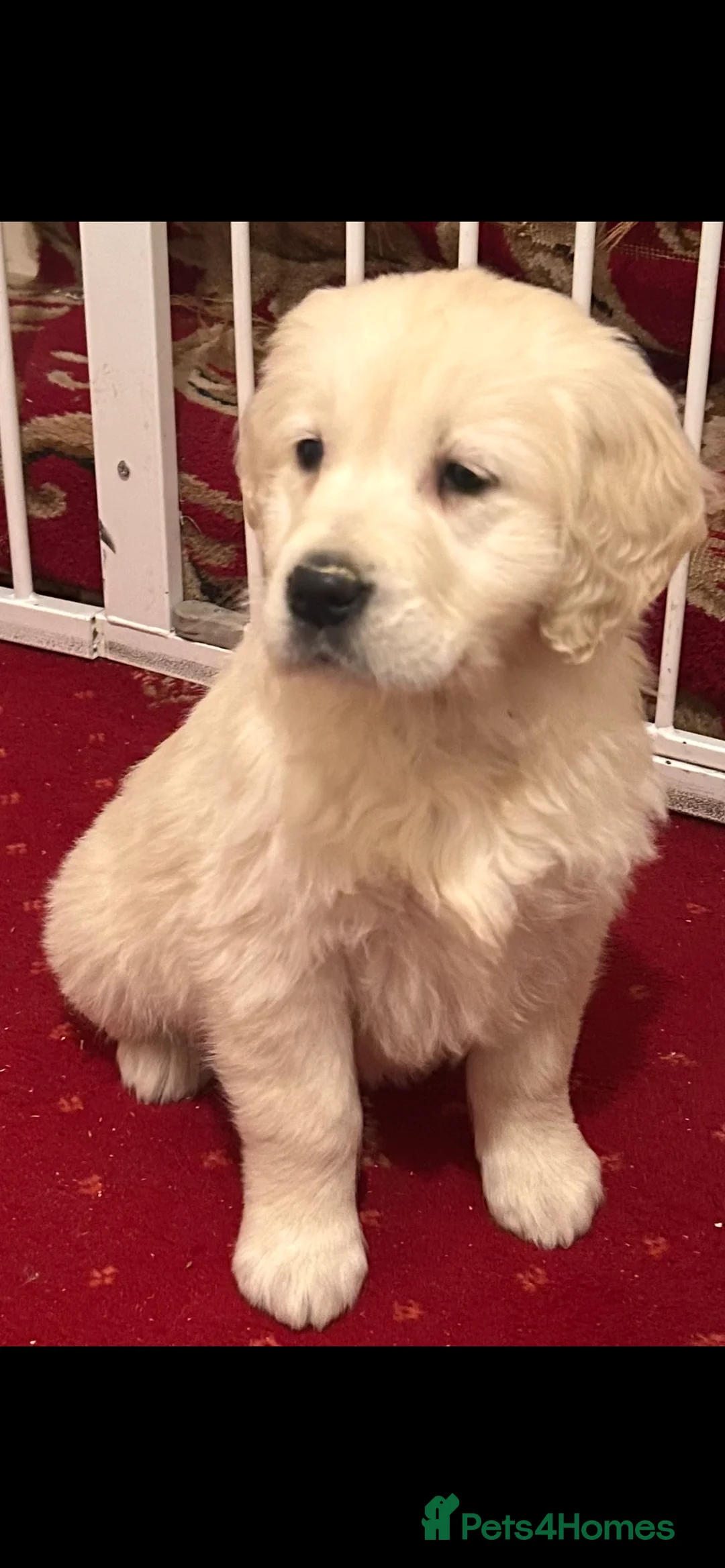 Golden Retriever dogs for sale: Golden retriever puppies  - Advert 1