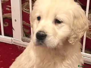 Golden Retriever dogs Golden retriever puppies - Advert 10