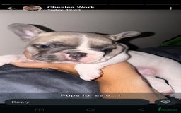 French Bulldog dogs for sale: 3 female french bulldog puppies - Image 11