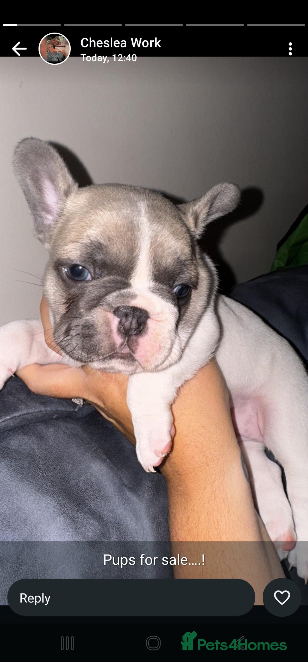 French Bulldog dogs for sale: 3 female french bulldog puppies - Image 11