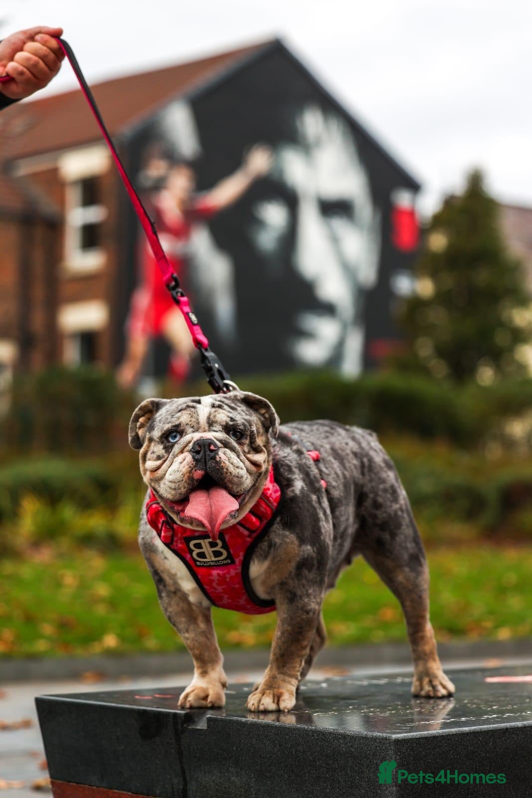 English Bulldog dogs Merle English Bulldog Female - Advert 5