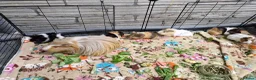 Guinea Pig rodents for sale: Male & Female baby guinea pigs - Born 4/6/26 in Carnforth - Advert 6