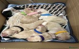 Golden Retriever dogs for sale: Gorgeous Golden Retriever Puppies!! - Image 5