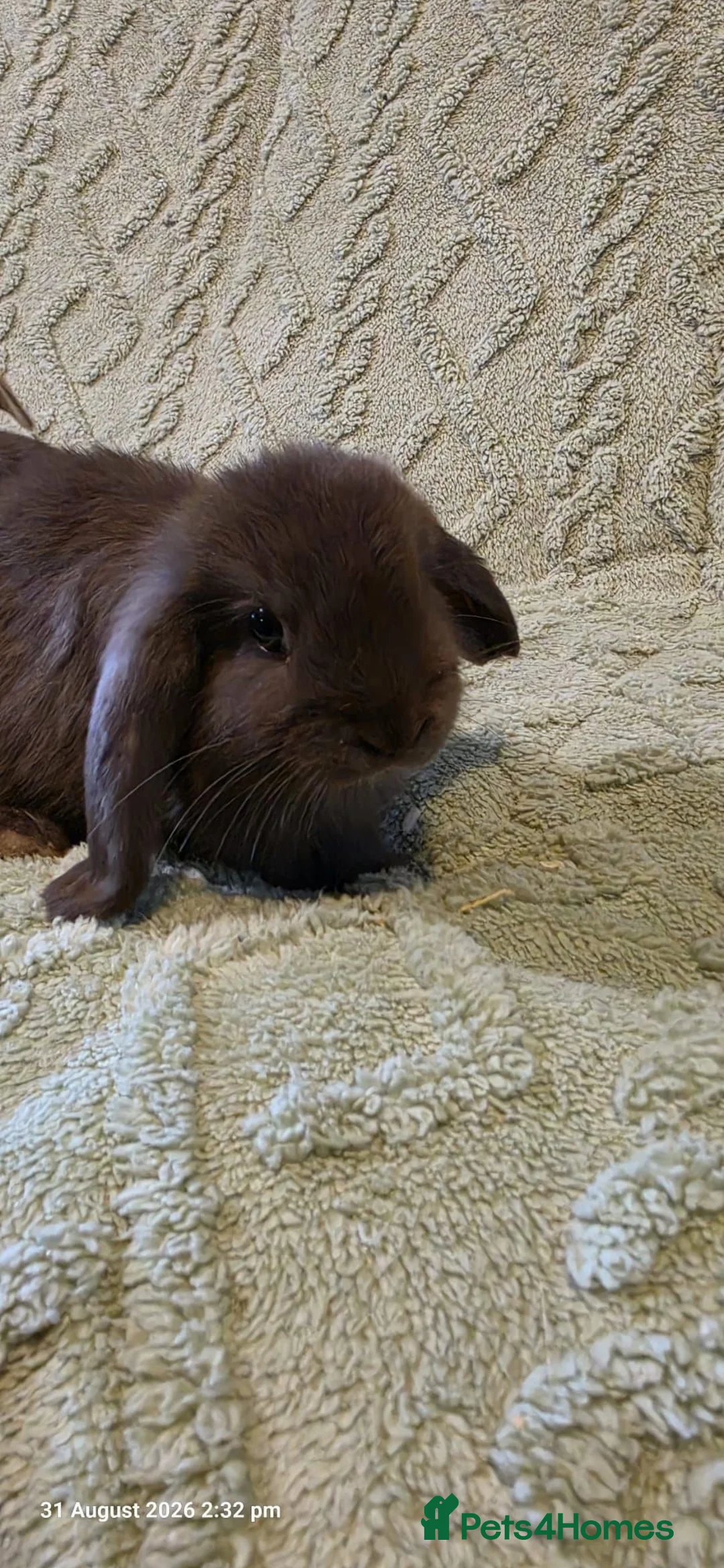 Mixed Breed rabbits for sale: Mixed rabbits  - Advert 2