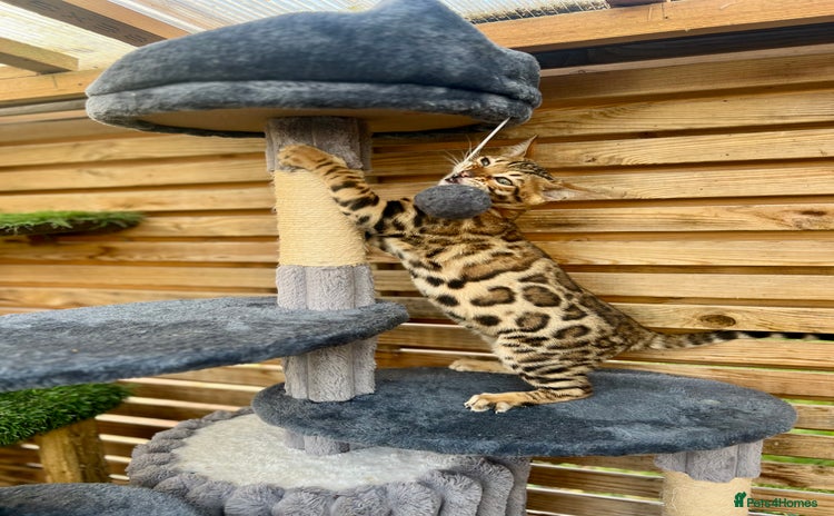 Bengal cats - Advert 9