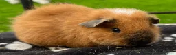 Guinea Pig rodents for sale: Gorgeous Cali bred guinea pigs.  - Advert 3