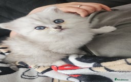 Persian cats for sale: Persian kittens for sale - Image 23