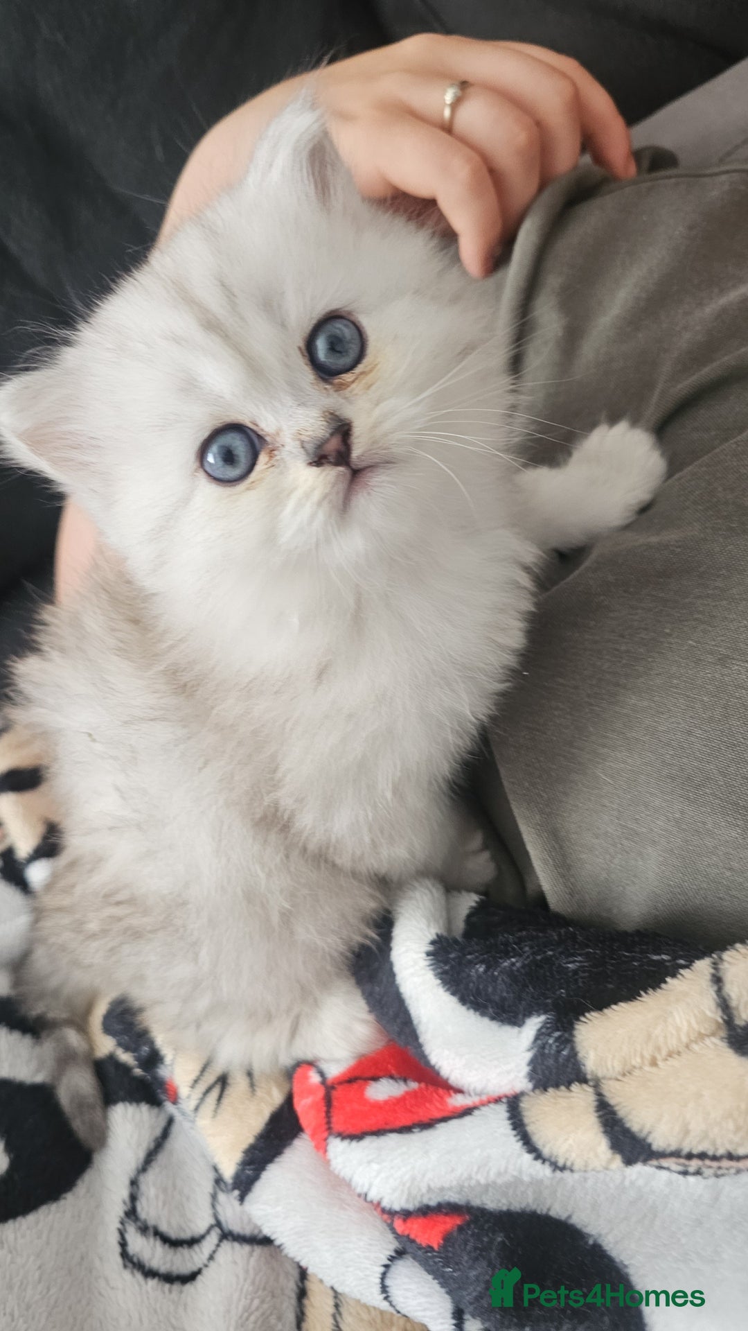 Persian cats for sale: Persian kittens for sale - Image 23
