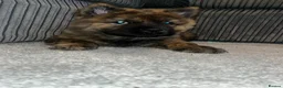 Mixed Breed dogs for sale: Chow Cross French Bulldog Puppies - Advert 5