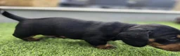 Miniature Dachshund dogs for sale: Mini dachshund puppies - Advert 4
