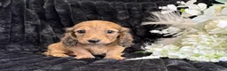 Miniature Dachshund dogs for sale: Stunning kc reg miniture dachshund in Deal - Advert 38