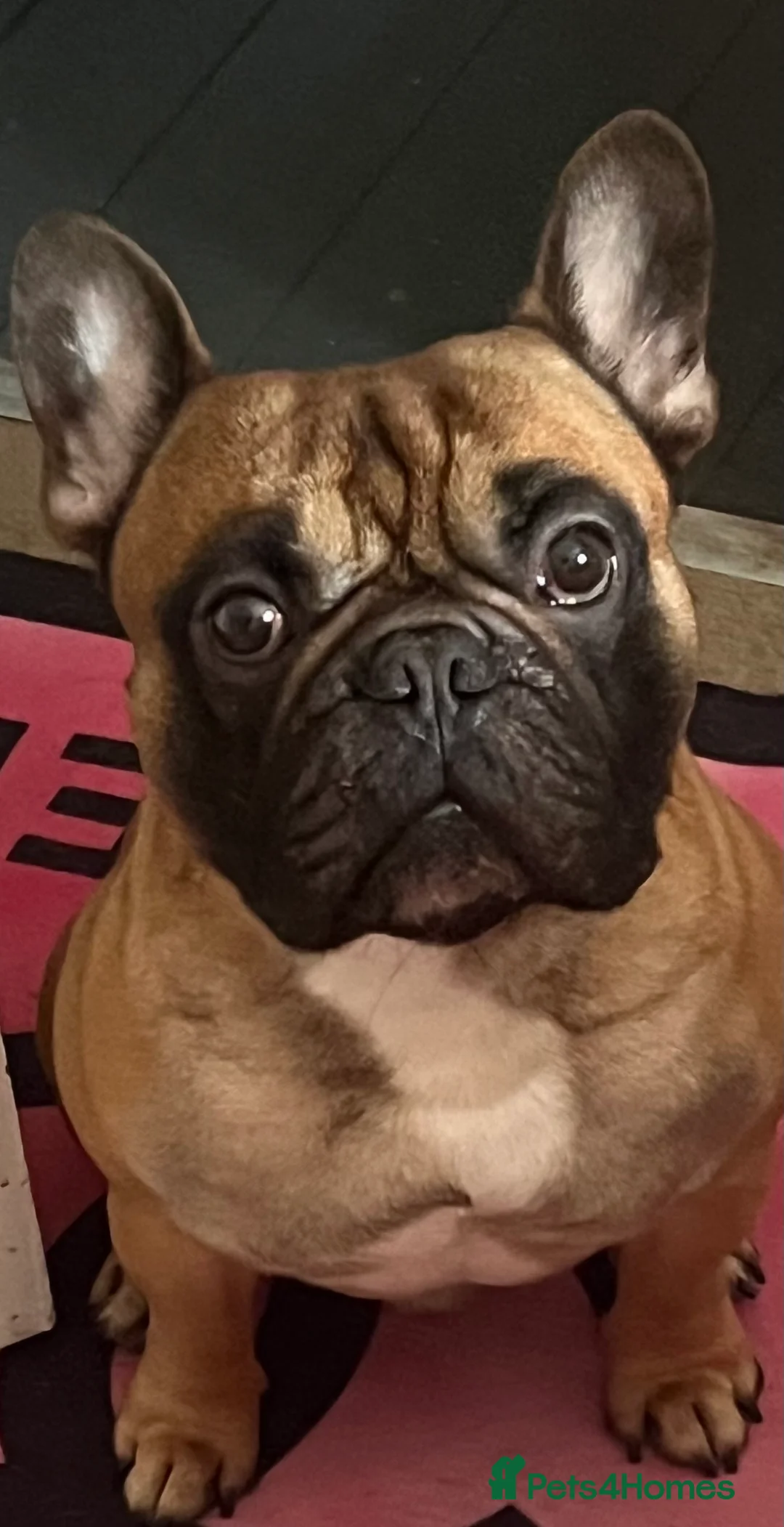 French Bulldog dogs for stud: Mani standard red silver fbce RFG 1  in Edinburgh - Advert 21